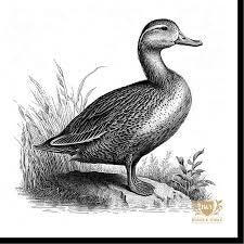 Byron & Yorke Duck Luncheon Napkin 16.5x16.5cm 20pk